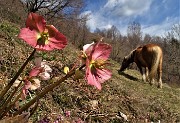 41 Un bel cavallo al pascolo sui prati con ellebori in fiore